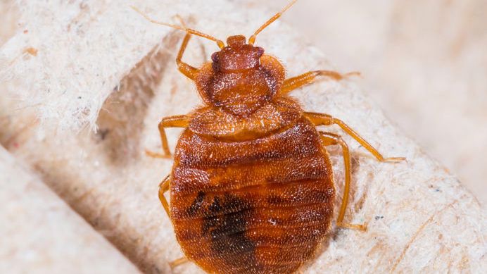 Pluskwy mogą zostawiać bolesne ślady ugryzień