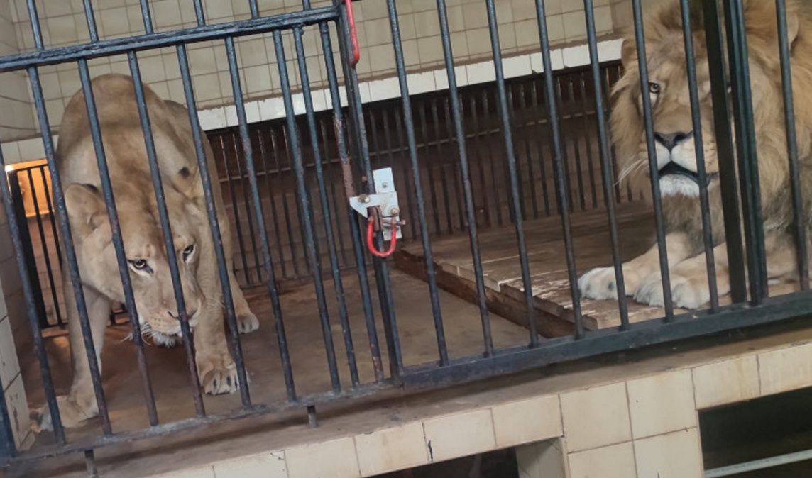 Wjechał samochodem do zoo w Warszawie. Próbował wedrzeć się na wybieg dla lwów