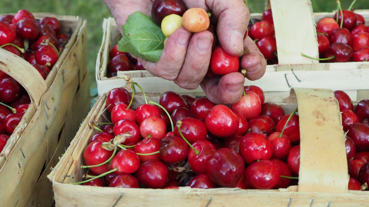Co zamiast czereśni?