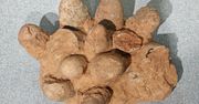 Określili wiek jaja dinozaura. Po raz pierwszy w historii