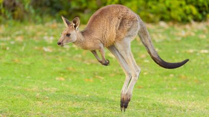 Wielka ucieczka małego kangura. Obrońcy zwierząt apelują o pomoc
