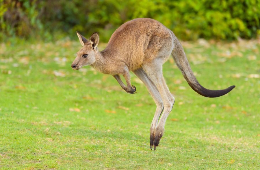 Trwają poszukiwania kangura
