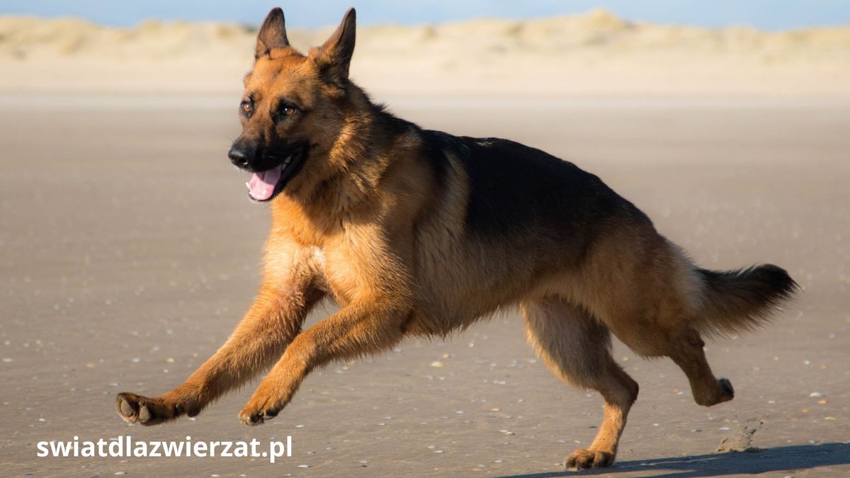 owczarek niemiecki
