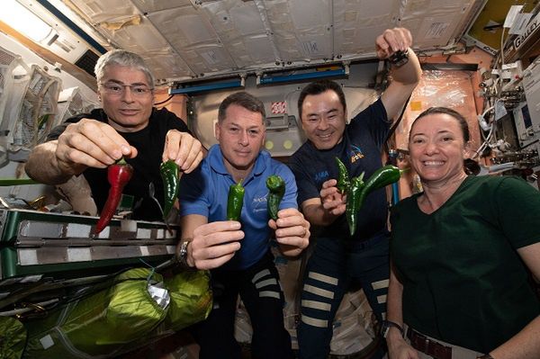 NASA wyhodowała w kosmosie paprykę. Astronauci zrobili z niej tacos - Papryki wyhodowane na ISS