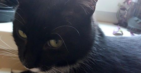 Czy Twoja osobowość może wpływać na… osobowość kota?
