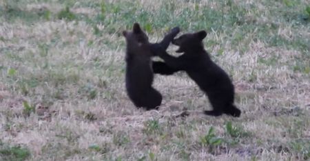 Zaskakujące wideo z Bieszczad podbiło serca internatów