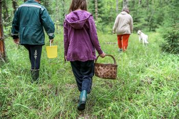 Grzybiarze są gotowi. Ale uważaj, za te zbiory nawet 5 tys. zł kary