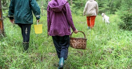 Grzybiarze są gotowi. Ale uważaj, za te zbiory nawet 5 tys. zł kary