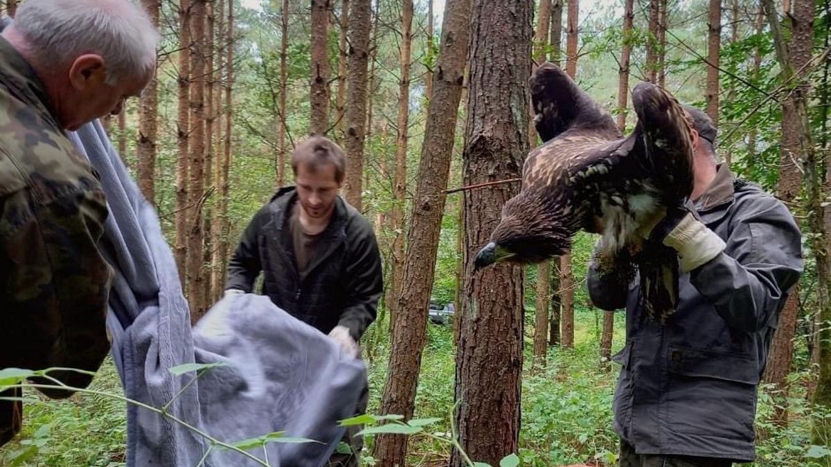 Leśnicy uratowali bielika. 
