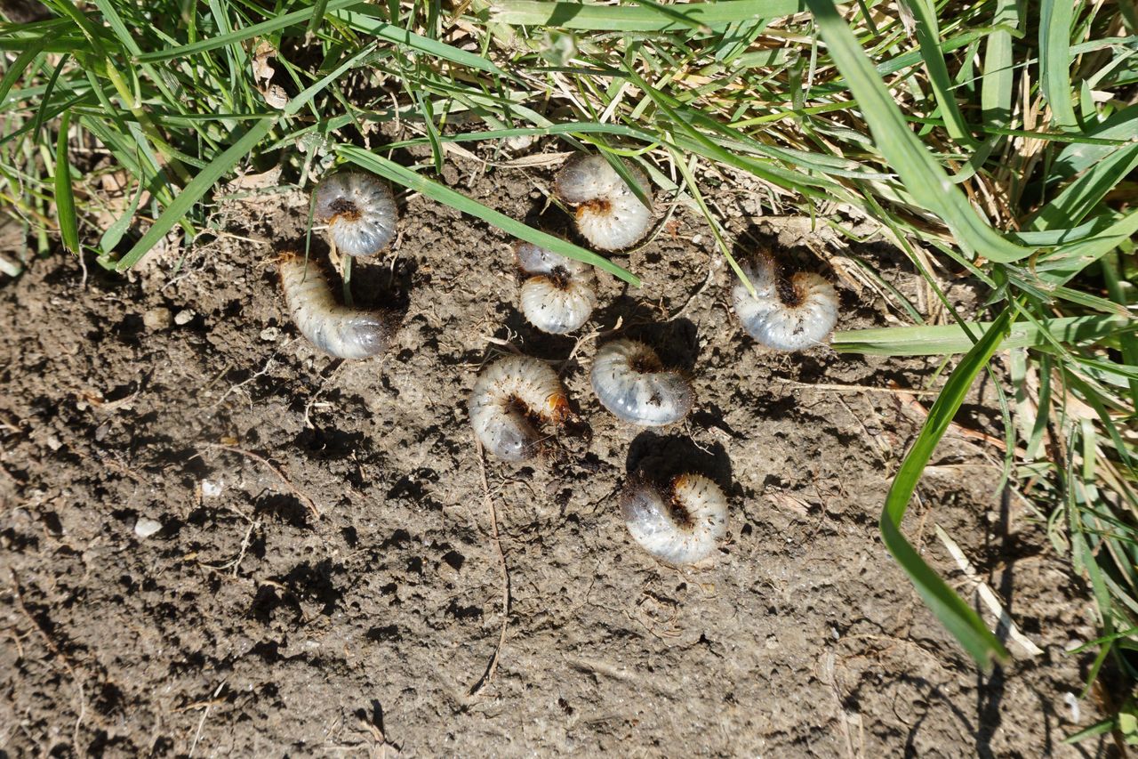 How to get rid of grubs?