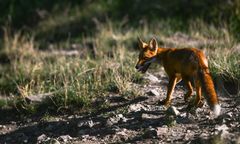 Kolejny przypadek wścieklizny. Lis zaatakował człowieka