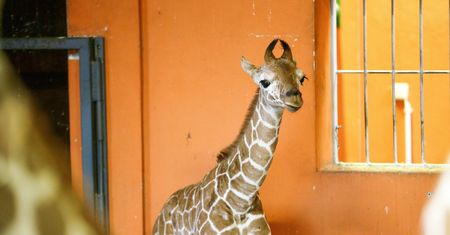 W śląskim zoo na świat przyszło żyrafiątko. Tylko zobaczcie tego malucha