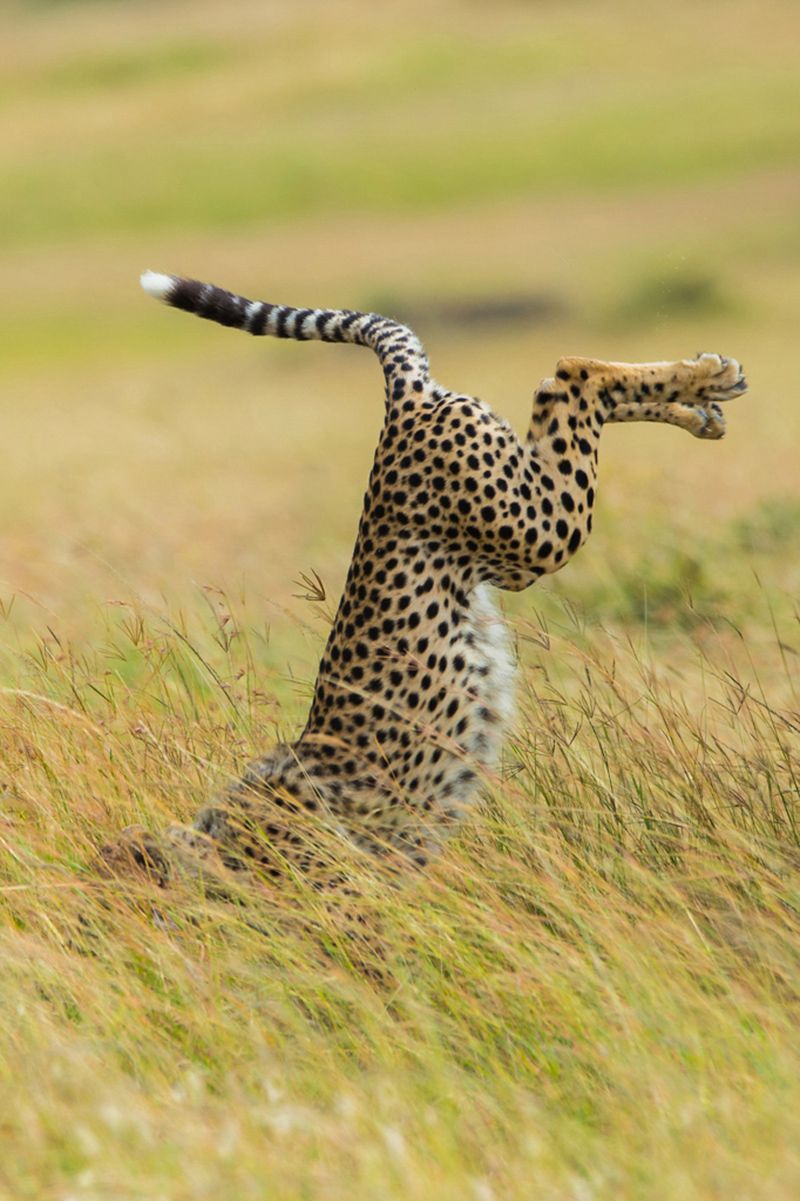 Fotografia przyrodnicza na bardzo wesoło, czyli konkurs 2015 Comedy Wildlife Photography Awards 12