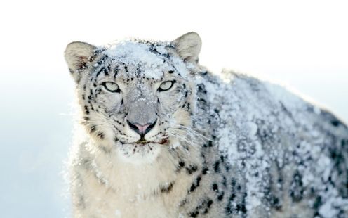 Zmiany na etapie instalacji Snow Leoparda