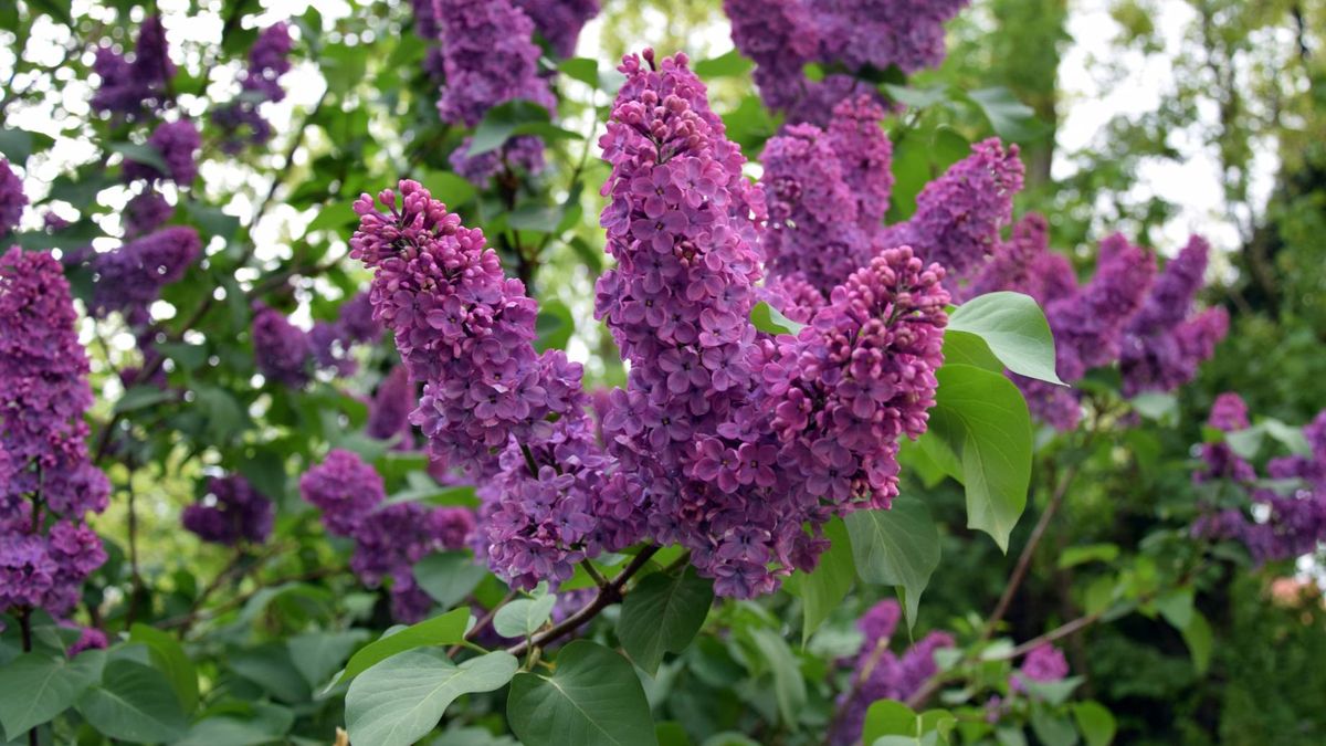 Jak zrobić olejek z bzu lilak?