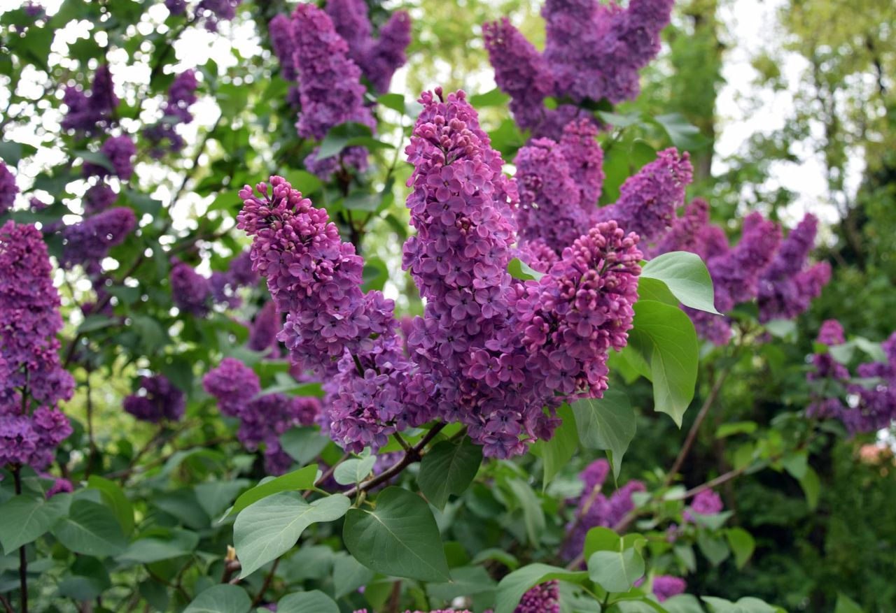 How to make lilac oil?