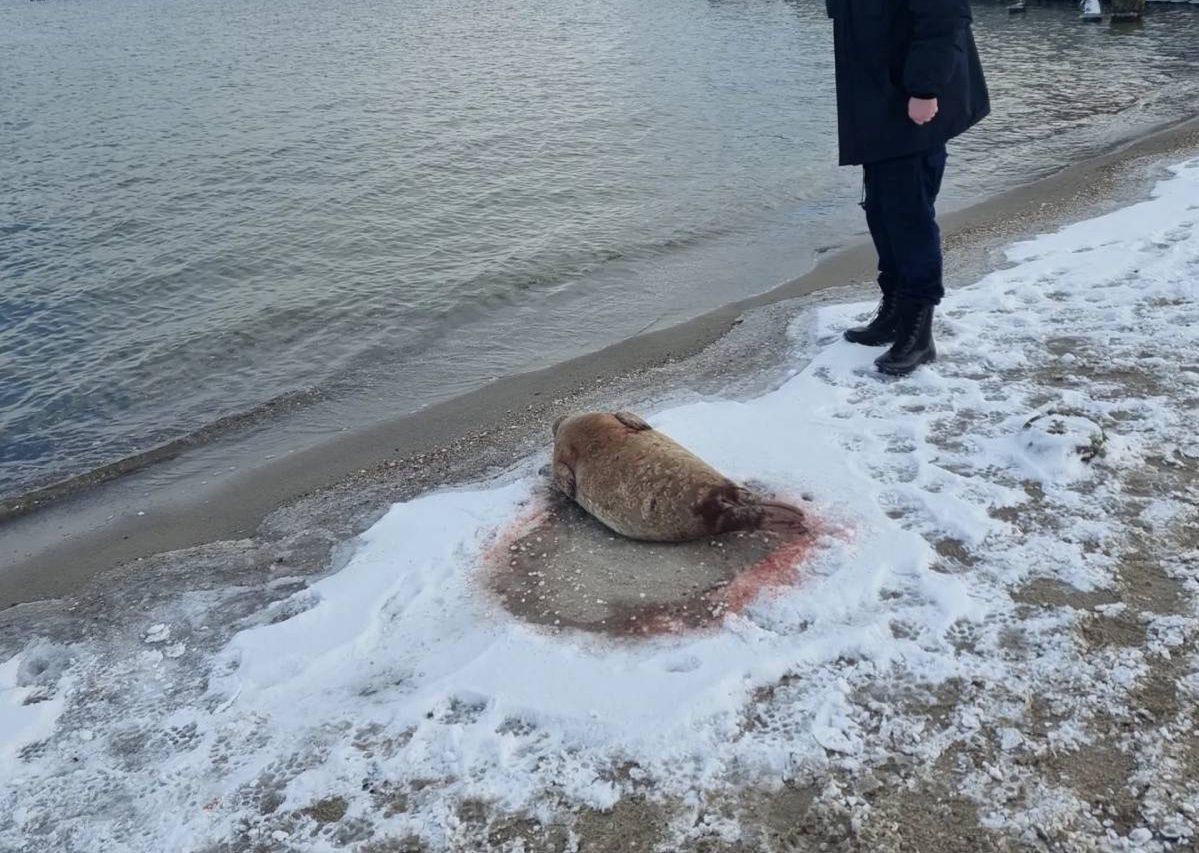 Młoda foka na plaży w Gdyni. "Na jej ciele oraz na piasku widać było ślady krwi"