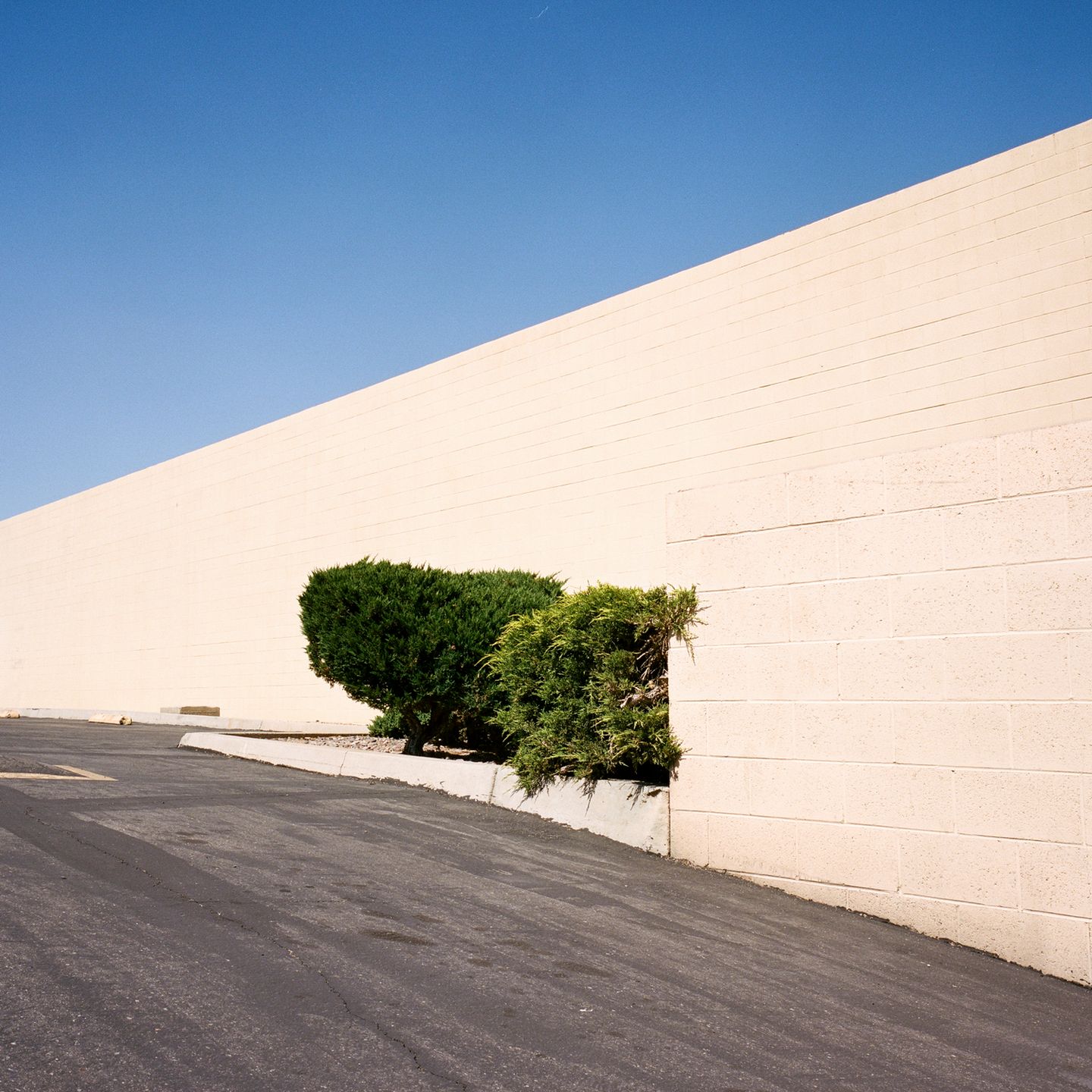 “A Tree Grows In…” to projekt kalifornijskiej fotografki. który przedstawia rośliny w nietypowych miejscach 11