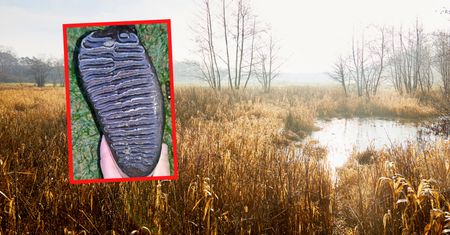 "Waży 5 kg". Pokazał, co znalazł w bagnie. Zaskakująca diagnoza