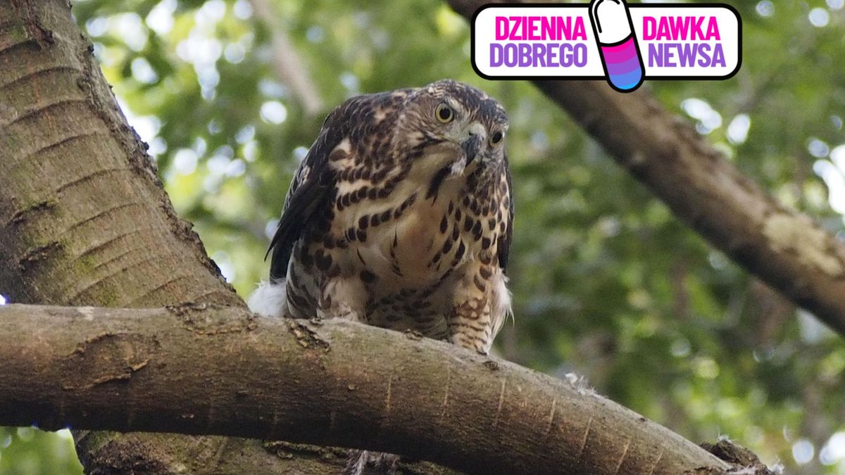 W Ogrodzie Saskim w Lublinie gawrony płoszy jastrzębica