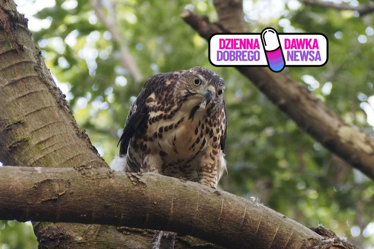 Zadra do zadań specjalnych. Wystarczy jeden przelot i uciekają w popłochu