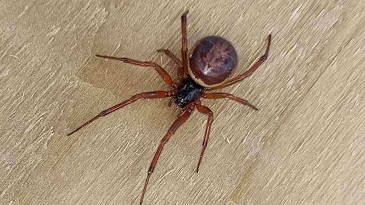 Naukowcy twierdzą, że fałszywe czarne wdowy są niebezpieczne dla człowieka