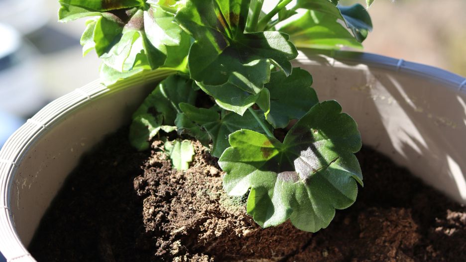pelargonia, odmiana, kwiat, rolnictwo, ogrodnictwo, gleba, rozsada, przesadzanie, sadzonka, sezon, balkonowy, domowy, wiosenny, ogrodnik, uprawa, hortiterapia, doniczka, ziemia, ph, zimowanie, rozmnażanie, rabatowy