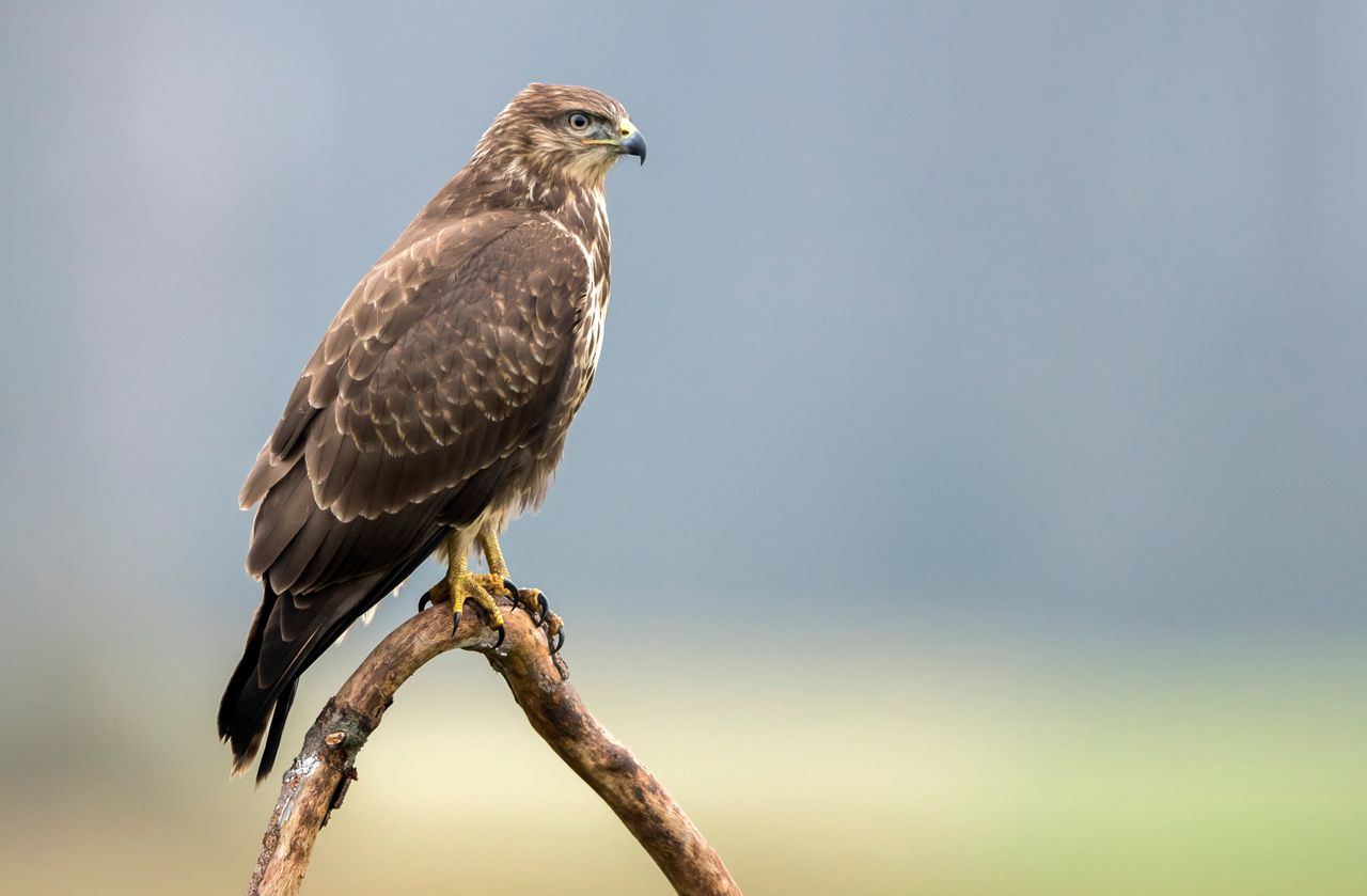 Buteo buteo