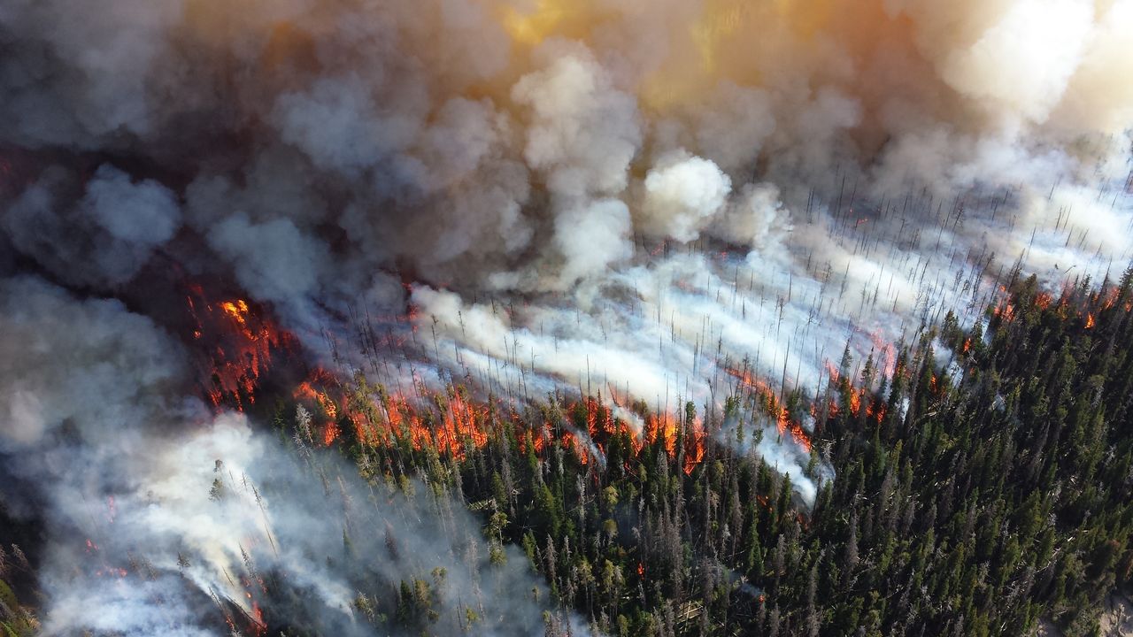Pożar lasu - zdjęcie ilustracyjne