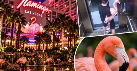 Wypił nawet 40 piw i porwał flaminga z hotelu w Las Vegas. Miało być zabawnie, grozi mu pięć lat więzienia