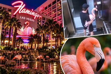 Wypił nawet 40 piw i porwał flaminga z hotelu w Las Vegas. Miało być zabawnie, grozi mu pięć lat więzienia