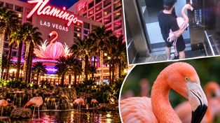 Wypił nawet 40 piw i porwał flaminga z hotelu w Las Vegas. Miało być zabawnie, grozi mu pięć lat więzienia
