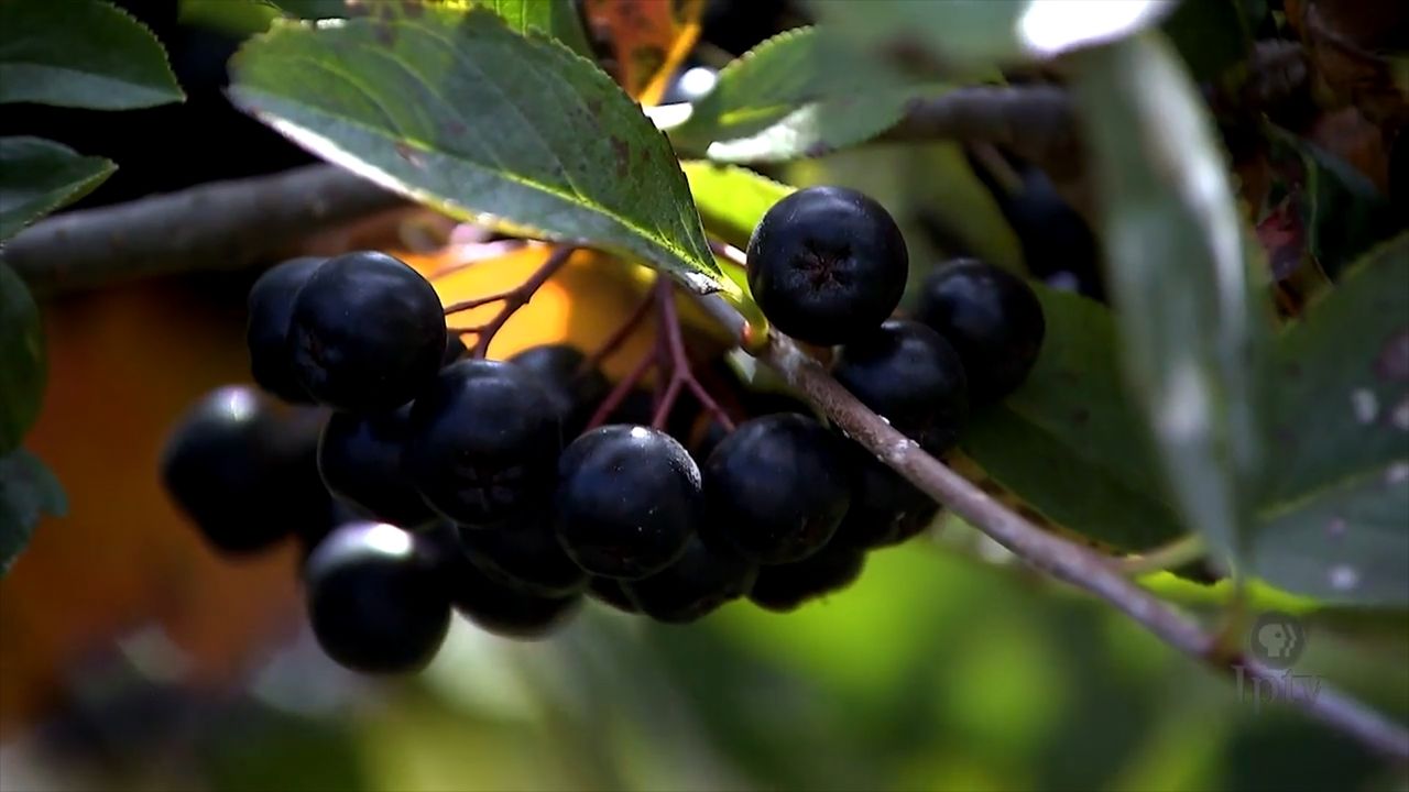 Aronia - zapomniany superowoc