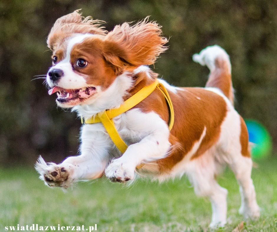 Cavalier King Charles spaniel