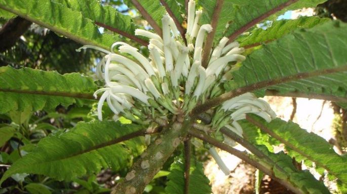 Cyanea heluensis