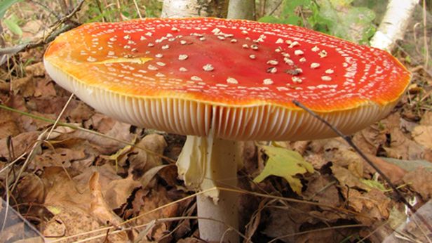 Aplikacja Dnia: The Mushroom Book, wyrusz z iPhone'em do lasu na grzyby! 1