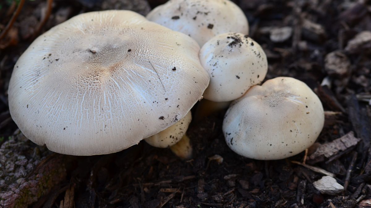 Pieczarka karbolowa to niebezpieczny i charakterystyczny grzyb