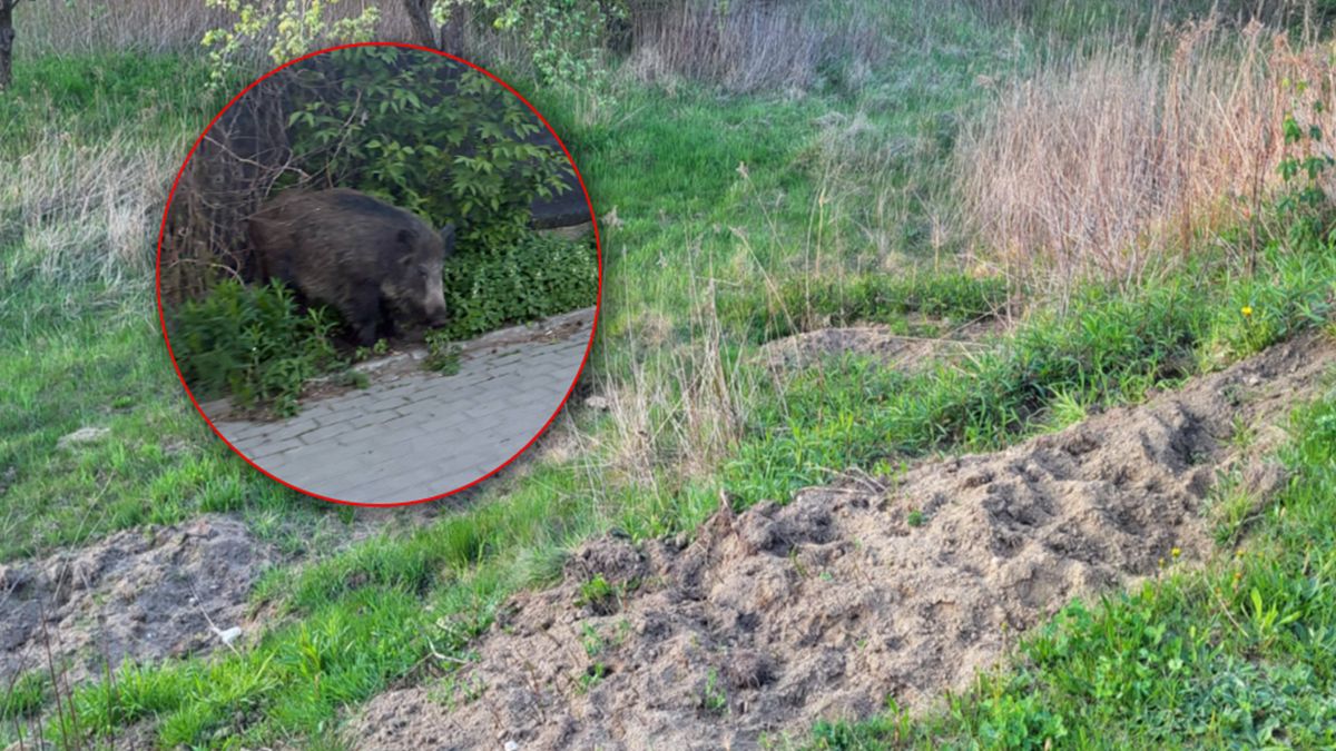 Dziki grasują na Siekierkach.