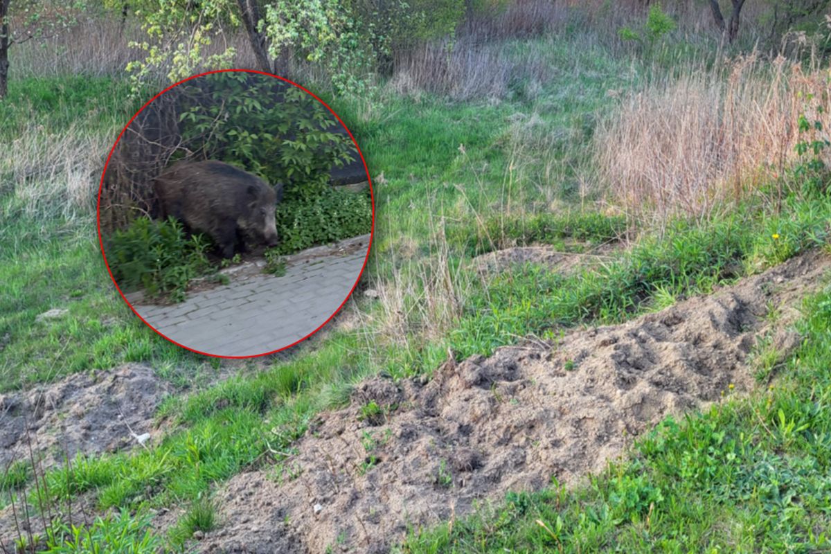 "Odłowienie z uśmierceniem". Tak eliminują dziki w Warszawie