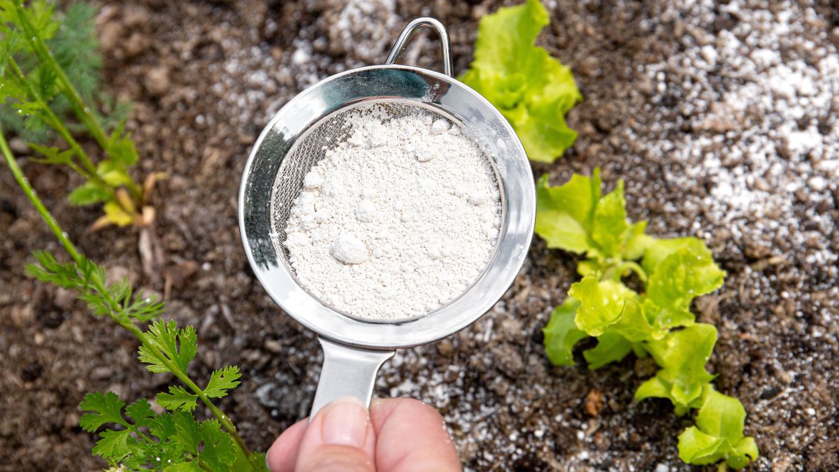 Wystarczy rozsypać wokół roślin. W mig poradzi sobie ze szkodnikami