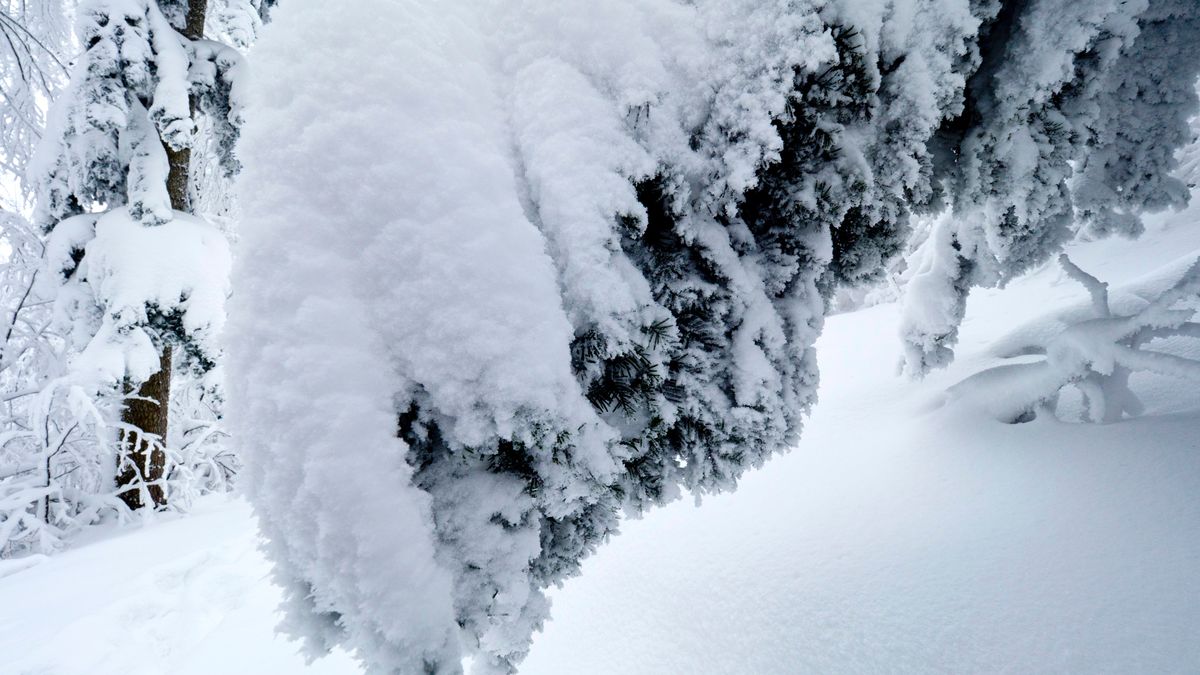 Okiść może stanowić zagrożenie dla turystów