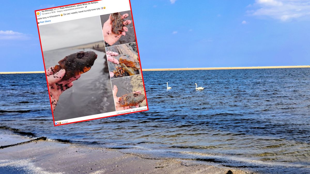 Znaleziony na plaży bursztyn robi wrażenie 