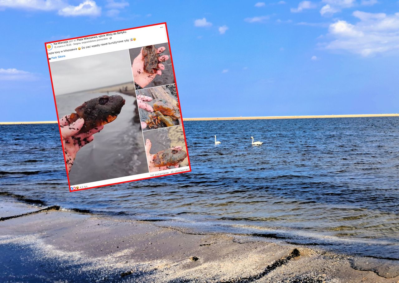 Niezwykłe znalezisko z Mikoszewa. Internauci zachwyceni