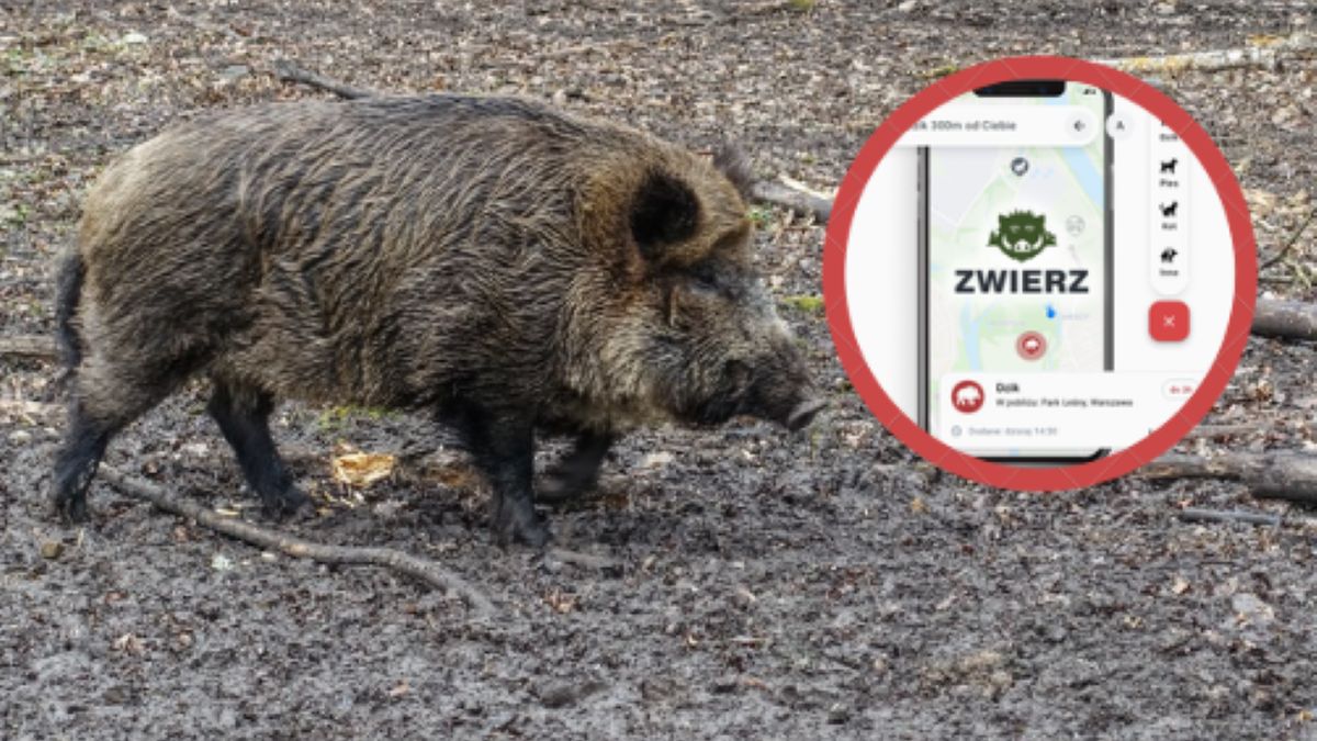 Aplikacja Zwierz pomoże uniknąć spotkania z dzikiem i nie tylko