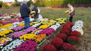 Pruszcz Gdański: Chryzantemy przy cmentarzu. Jakie kwiaty kupisz i za ile