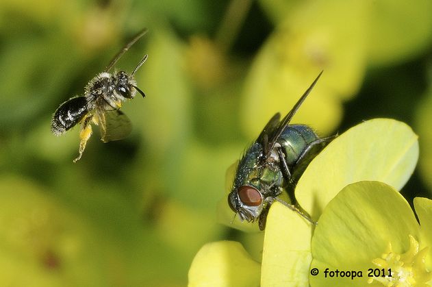 Fotodziadek powraca z nowym monstrum do fotografii makro 2