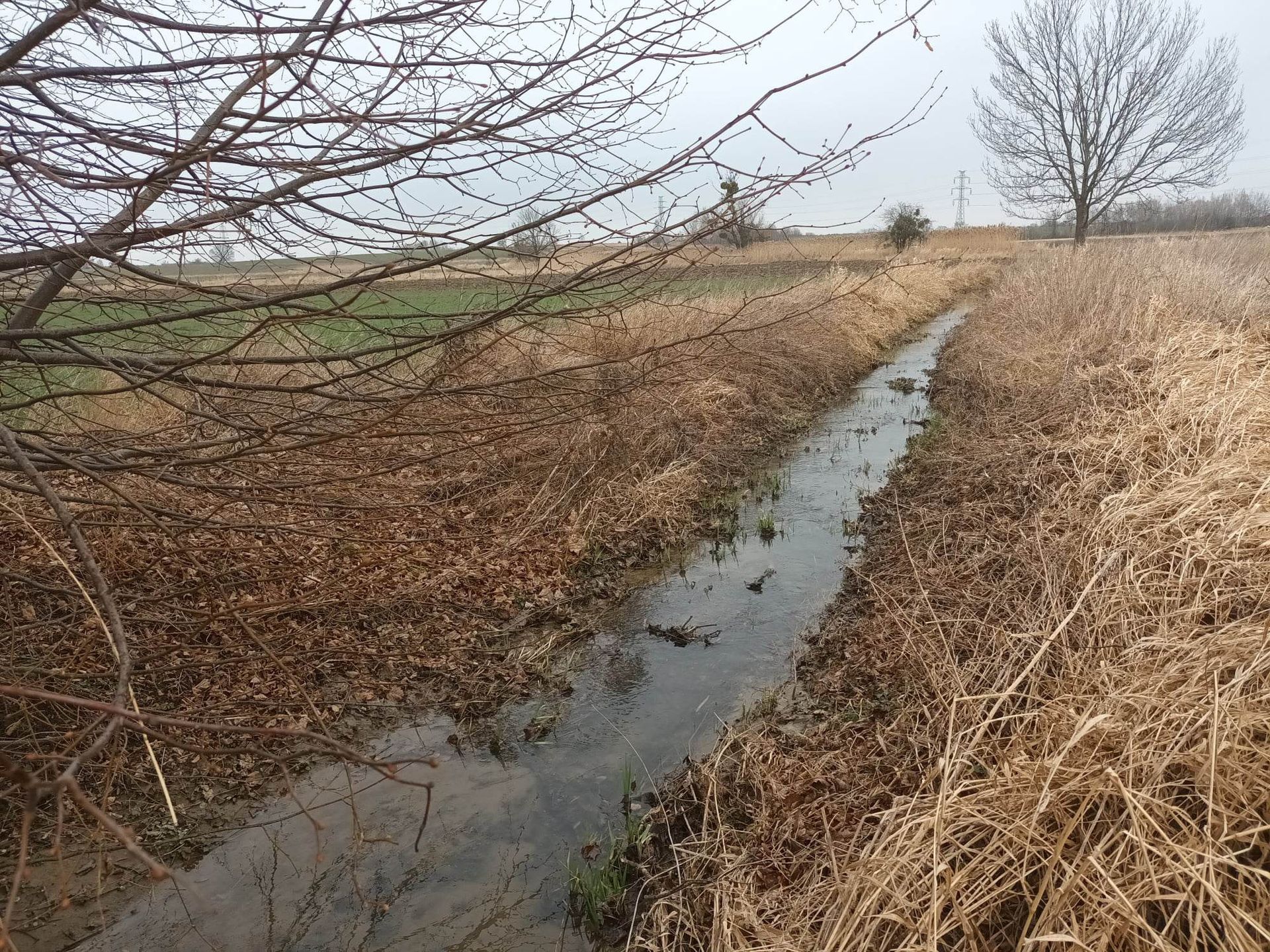 Fragment Cieciorki przepływającej przez gminę Środa Śląska    