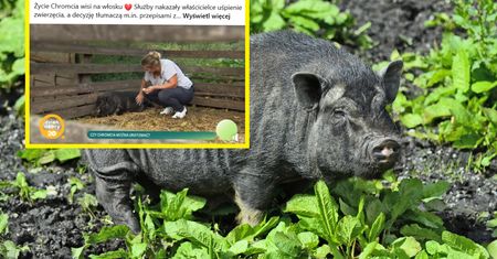 Kazali jej uśpić świnkę Chromcia. "Jest jak nasze dziecko"