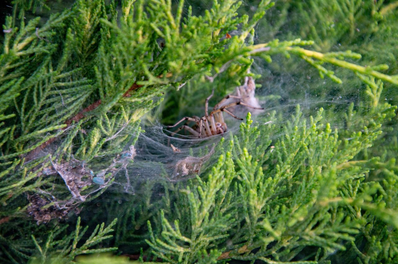 Nawet 50 cm średnicy. Nie dotykaj, gdy zauważysz w ogrodzie