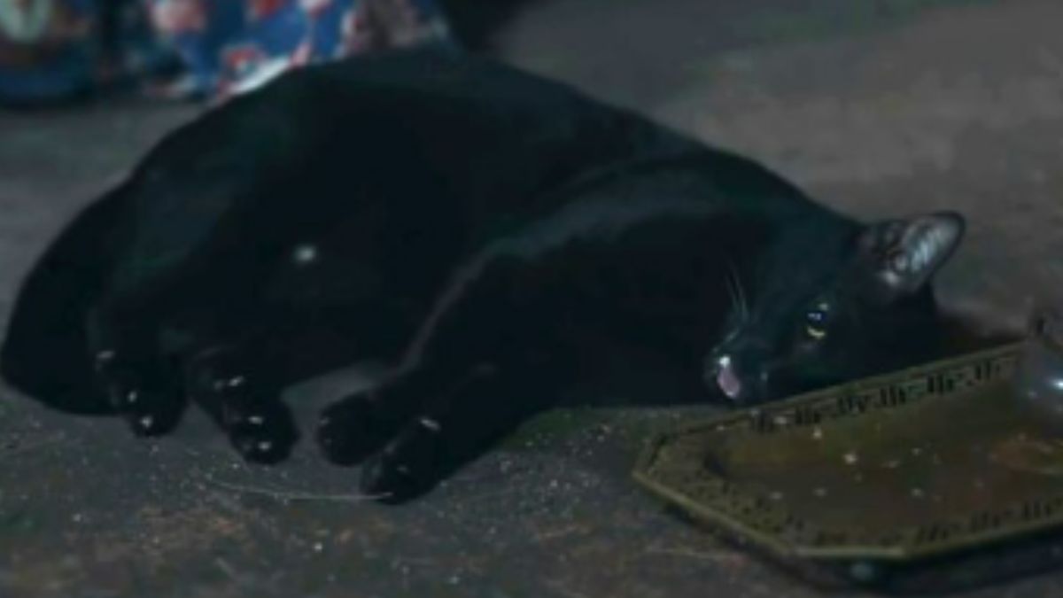 Scena w tajlandzkim serialu zbulwersowała obrońców zwierząt